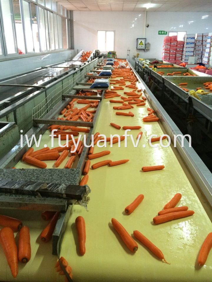 carrot fresh 